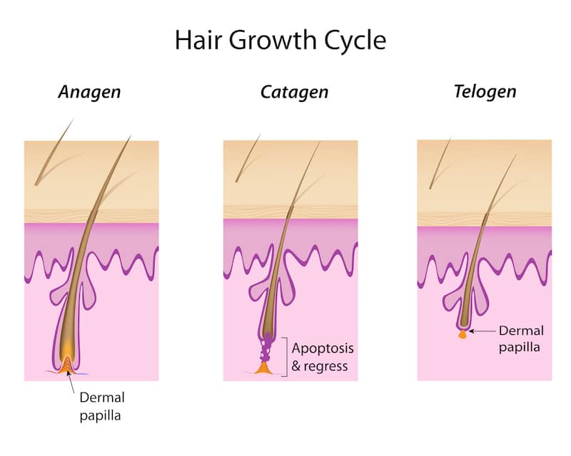 ทำความรู้จักกับวงจรของเส้นผม (HAIR GROWTH CYCLE) 2